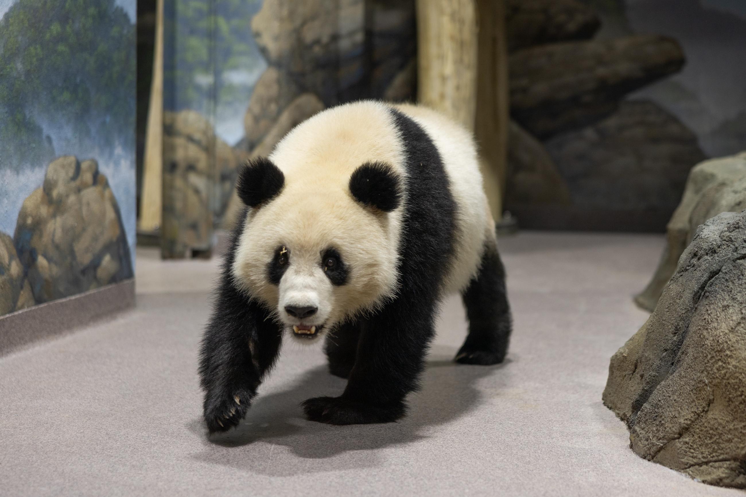 Two new giant pandas debut at the Smithsonian’s National Zoo